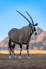 Three-quarter portrait of a Gemsbok Oryx (Oryx gazella) resting in the shade while the rocky mountains behind remain sunlit