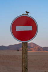 Small passerine bird perched on a no entry road sign with the majestic red sand dunes of Sossusvlei glowing at sunset in the background