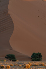 Abstract close-up texture of the fine ochre sand grains at the base of a massive dune in the Namibian wilderness