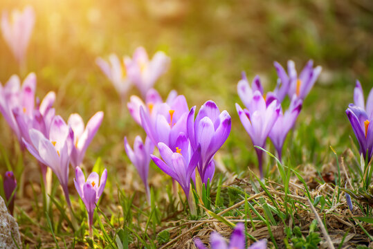 Spring crocus flowers in the green grass, Easter seasonal background