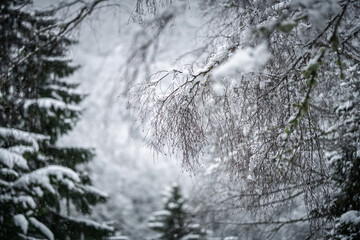 Fototapeta premium winter landscape with snow covered trees in forest