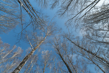 Fototapeta premium Lush birch forest with open sky backdrop, Majestic birch trees creating wide open landscape view, Broad canopy of birch trees framing lively sky with sense of openness