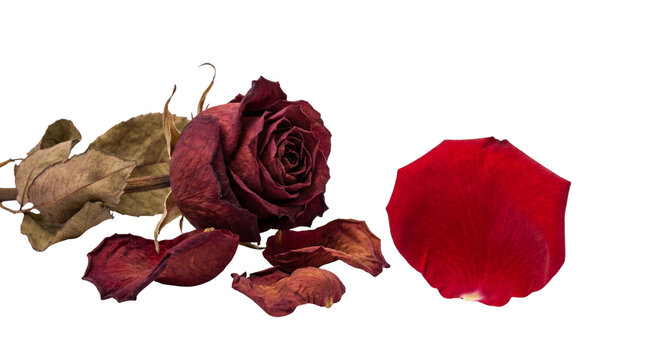 Dried Red Rose Bloom and Petals isolated PNG with Transparent Background
