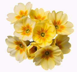 Fototapeta premium Bunch of yellow primrose flowers with orange centers