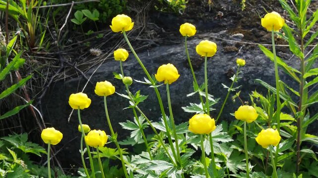 Beautiful bright, shining, fiery yellow of globeflower in a meadow on a sunny summer day.