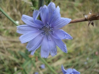 Blue flower in the garden