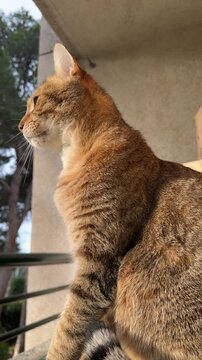 Bottom view of a handsome tabby cat sits in profile on a terrace, watching. Striped gray cat, with green eyes and slit pupils, turns his head and looks at the camera.