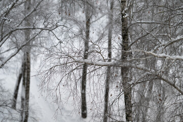 Fototapeta premium Winter branches scene, Frosty twigs with seed clusters, Snowblanketed birch limbs adorned with seeds, Frozen birch branches with delicate seed clusters above snow