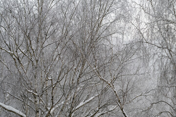 Fototapeta premium Snowspeckled birch canopy with dense seed clusters, intricate lattice of twigs, soft falling snow, highcontrast winter texture, cinematic muted tones, natural pattern study