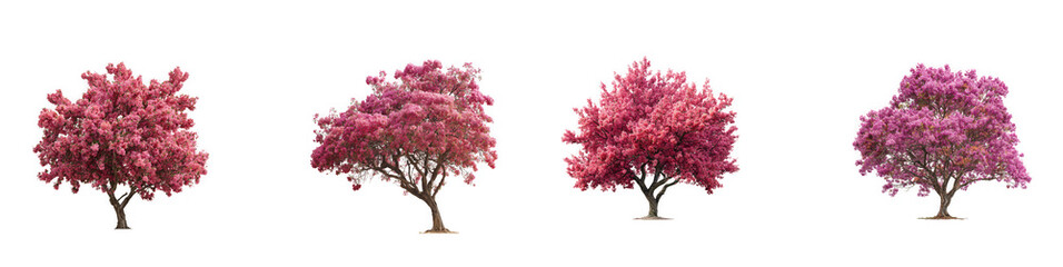 Obraz premium Four vibrant pink flowering trees in varying shapes and sizes on transparent background high quality professional
