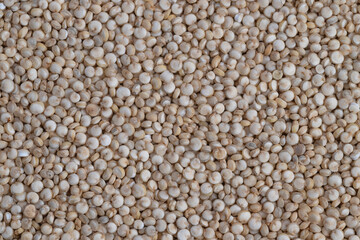 Fototapeta premium Farmfresh quinoa in rustic detail, Organic quinoa seeds highlight farm to table heritage, Closeup of harvested quinoa seeds emphasizing organic farm to market journey