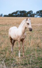 Obraz premium White colt in a field, Colonia, Uruguay