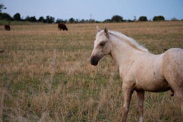 Obraz premium White colt in a field, Uruguay