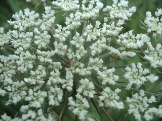 Little white flowers 