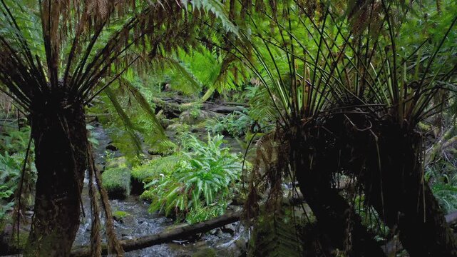 Wild nature and greenery of tropical forest in remote locations of Tasmania