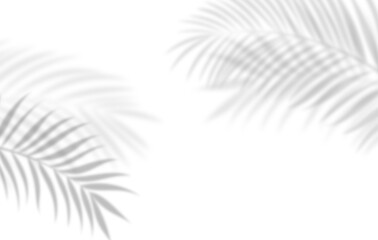  Soft palm leaf shadows over white background © natrot