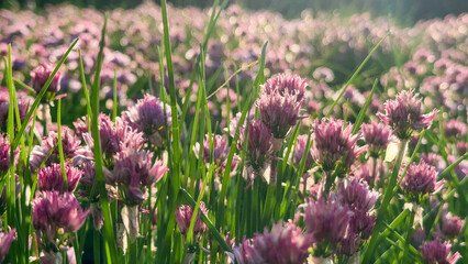 Fototapeta premium Delicate chive blossoms sway in verdant harmony, capturing Beltane's vibrant essence and secret fairy whispers amid wild garden sanctuaries