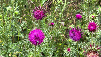 Fototapeta premium Vibrant thistle blooms whisper Celtic lore, nature's prickly confetti, thriving amid Lughnasadh celebrations and herbal folklore reveries