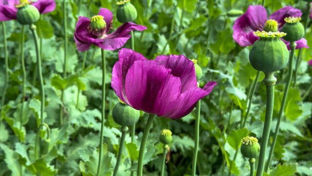 Purple poppies sway in the verdant breeze, echoing opium dreams and Lammas harvest rituals, whimsical botany flourishing