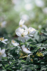 Fototapeta premium Wood anemones (Anemone nemorosa L.), white wild flowers in the meadow, floral wallpaper or floral background for design