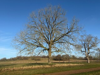 Obraz premium Large leafless tree in open countryside under blue sky