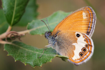 Brook Nymph (Coenonympha arcania), belonging to the Nymphalidae family.