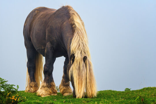 Draft horse grazing in the port of Azpegi, Navarre, Spain