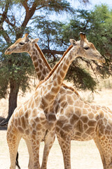 Two Cape or South African Giraffe (Giraffa camelopardalis giraffa) standing with necks crossed Kgalagadi Transfrontier Park, Kalahari, South Africa © gozzoli