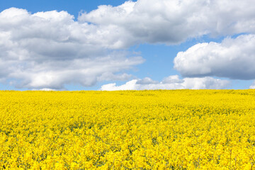 Obraz premium Colourful yellow Rapeseed, Rapaseed, Oilseed Rape, Colza or Canola (Brassica napus) flowers in an agricultural field