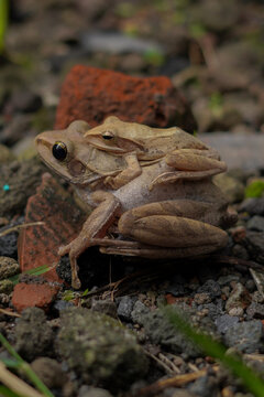 Striped Tree Frog Pair in Amplexus Position Two tree frogs (Polypedates leucomystax) are carrying out the natural reproductive process in a rocky habitat.