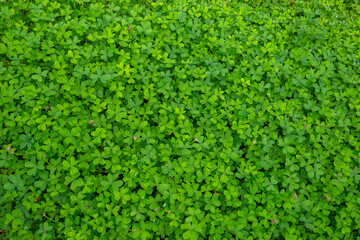 "Green Clover Hedge Wall Background in Countryside &ndash; Lush Trefoil Plants with Dense Natural Foliage Texture, Fresh Rural Greenery and Organic Botanical Pattern for Eco Design, Nature Branding"