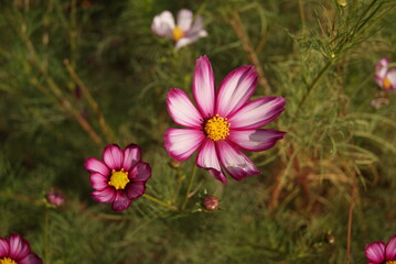 ピンク色のコスモスが咲いている風景