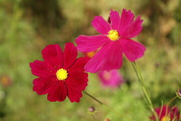 庭に咲くピンクと赤のコスモス花