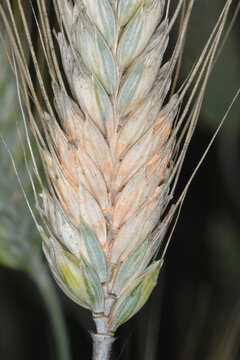 Fusarium, &Auml;hrenfusariose, Triticale