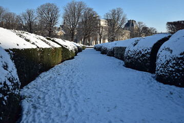 Haies enneig&eacute;es au Jardin du Carrousel en hiver &agrave; Paris	