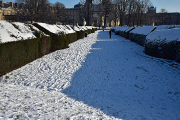 Haies enneig&eacute;es au Jardin du Carrousel en hiver &agrave; Paris	