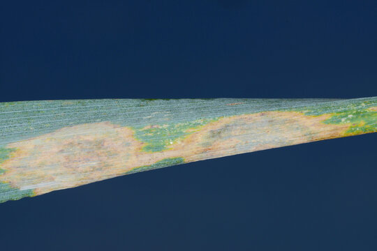 Fusarium nivale, Mirodochium nivale, Blattbefall