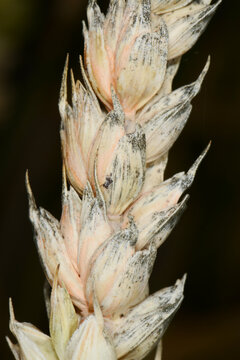 Fusarium,  &Auml;hrenfusariose,  Fusarium spp.
