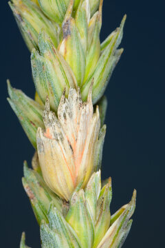 Fusarium,  &Auml;hrenfusariose,  Fusarium spp.