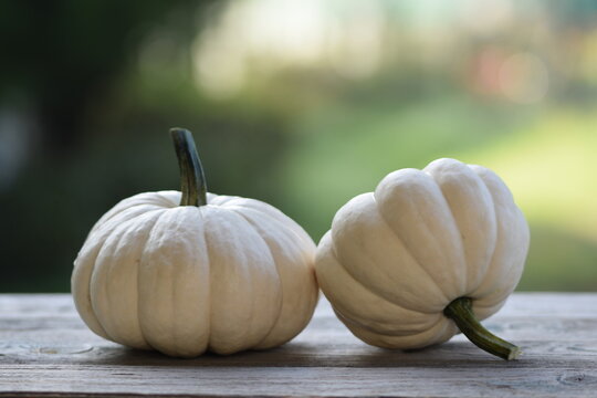 Two pumpkins Baby Boo on wooden table, bokeh background, autumn background with pumpkins, selective focus, blurred background, space for text.