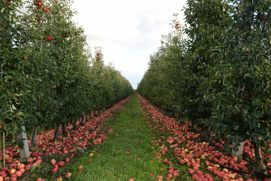 Fallen red apples in apple orchard, apple harvest for industrial processing. 
