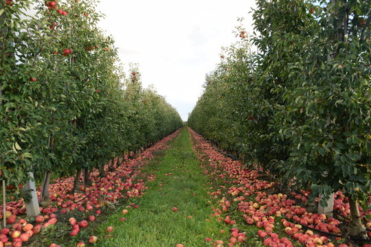 Fallen red apples for juice, autumn in apple orchard, apple harvest for industrial processing. 