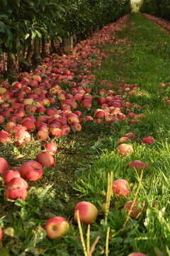 Fallen red apples in apple orchard, apple harvest for industrial processing, row closeup. 