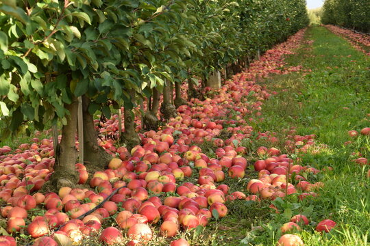 Red apples under trees closeup in apple orchard, apple harvest for industrial processing. 
