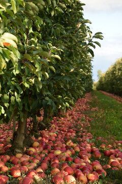 Fallen red apples in apple orchard, apple harvest for industrial processing. 