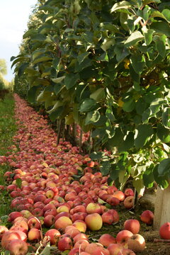 Fallen red apples closeup in apple orchard, apple harvest for industrial processing. 