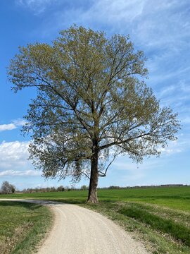 Casarsa della Delizia - Pioppo nella campagna friulana