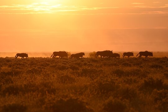 Eine Herde Gnus (connochaetes) zieht durch den Etoscha Nationalpark vor dem Sonnenuntergang