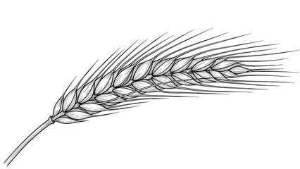Fototapeta premium Detailed line art drawing of a single ear of wheat or barley with long awns and textured grains presented in a botanical style.