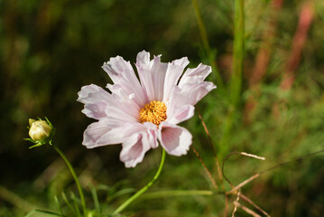 ピンクのコスモスのクローズアップ